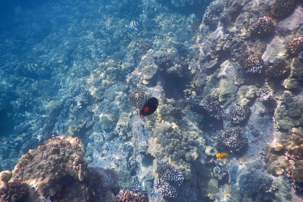 Kealakekua Bay snorkeling on The Big Island of Hawaii