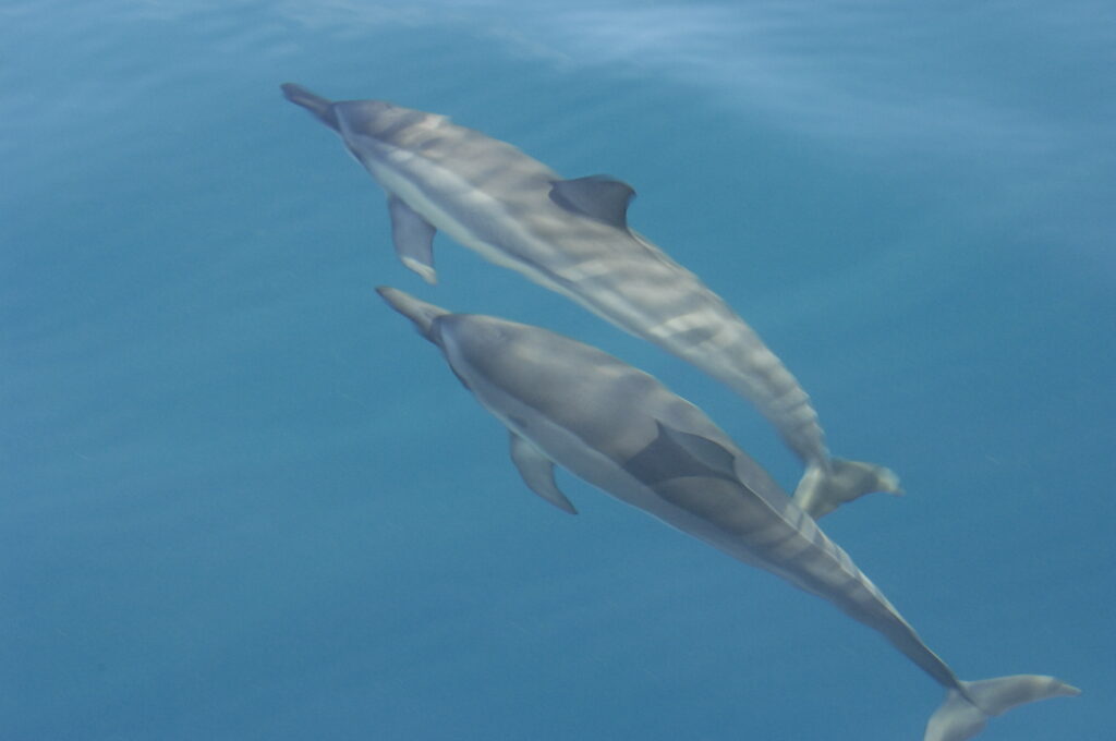 Swimming with 2 dolphins in Hawaii