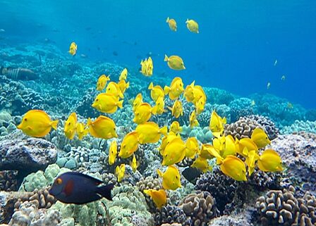 Kealakekua Bay protected marine life