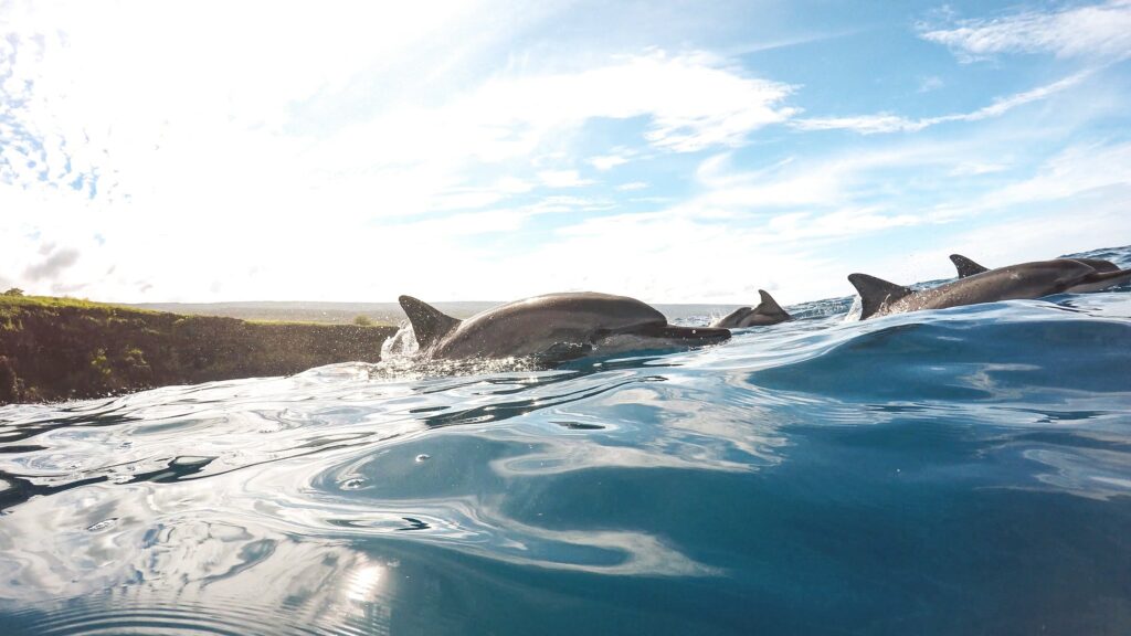 Hawaiian Spinner Dolphins