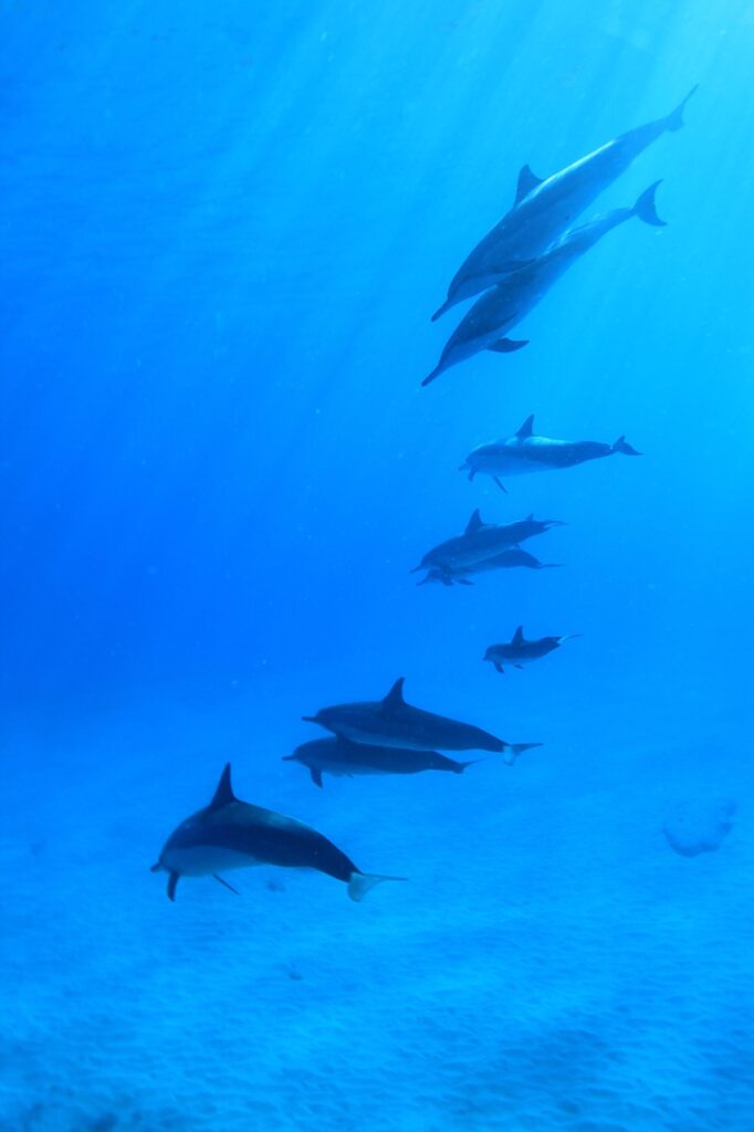 Swim with dolphins on The Big Island of Hawaii