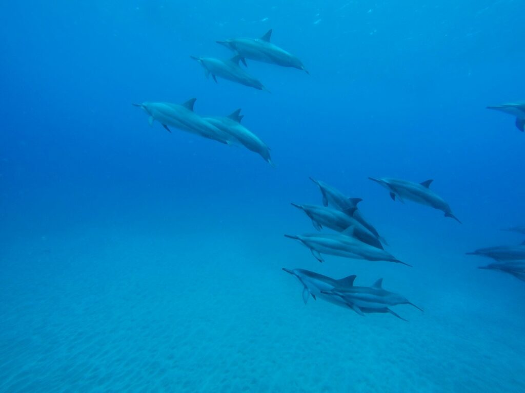 Swim with Hawaiian Spinner Dolphins