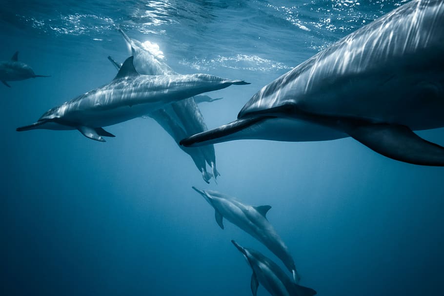 Dolphin snorkel in Kona, HI