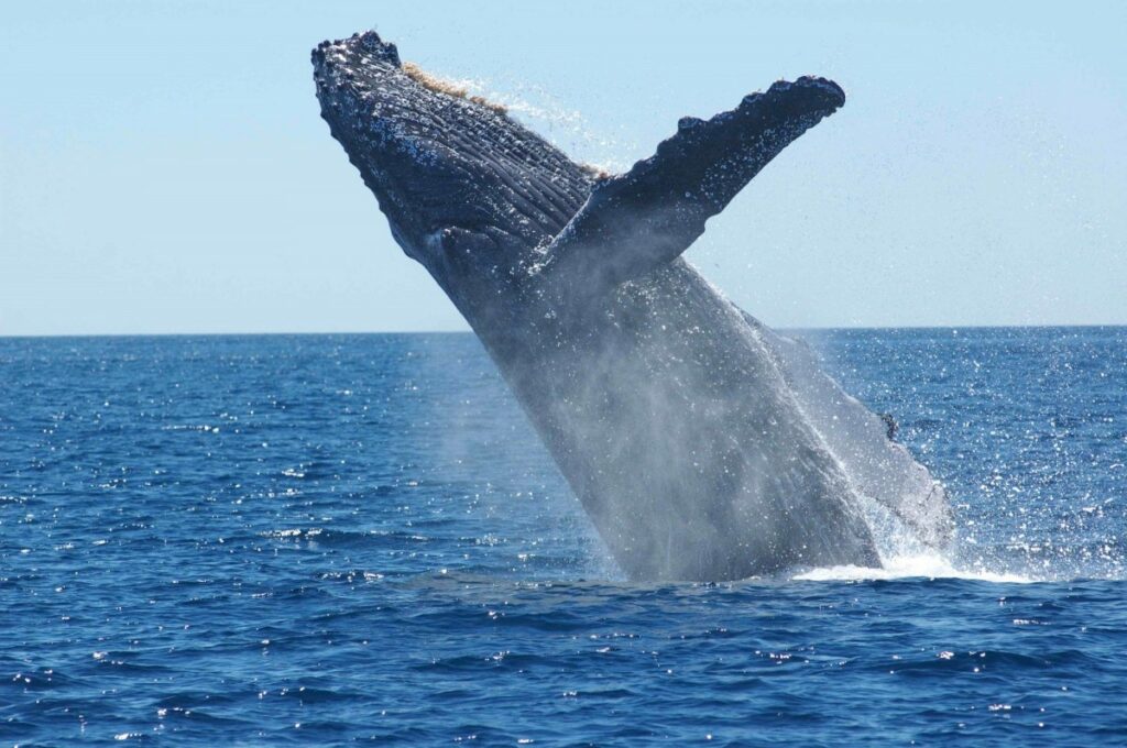 Humpback whale in Kona, Hawaii