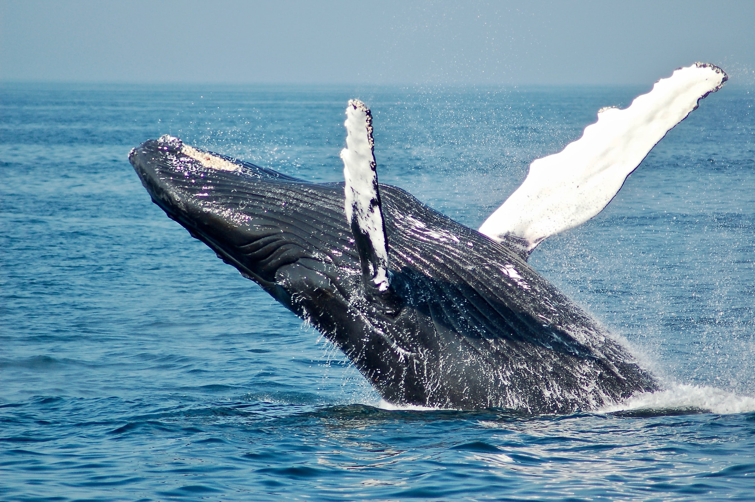 Humpback whale watching in Kona on The Big Island of Hawaii