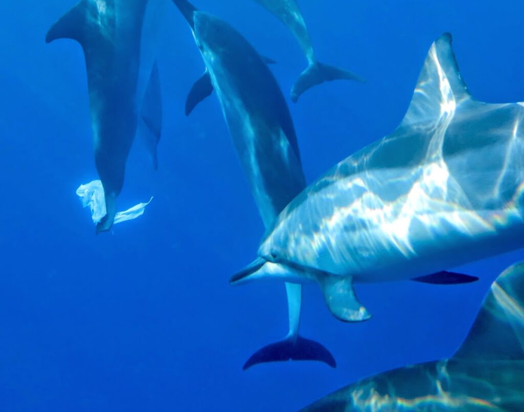 Swim with dolphins in Kona Hawaii