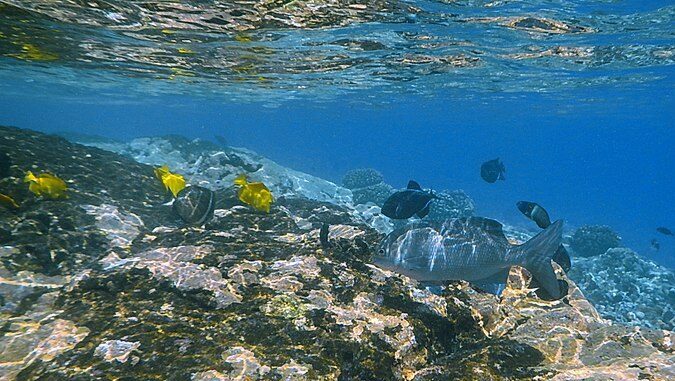 snorkeling tours on the big island