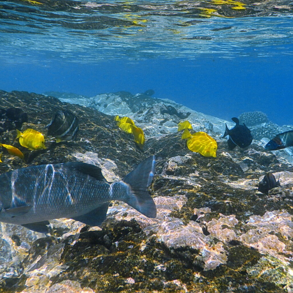 Kealakekua coral reef snorkeling