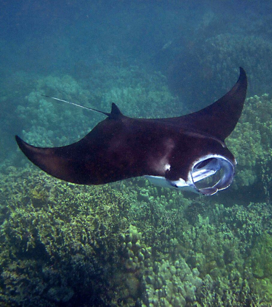 kona-hawaii-manta-ray-snorkel