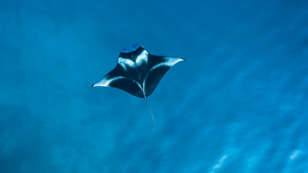 snorkeling tours on the big island