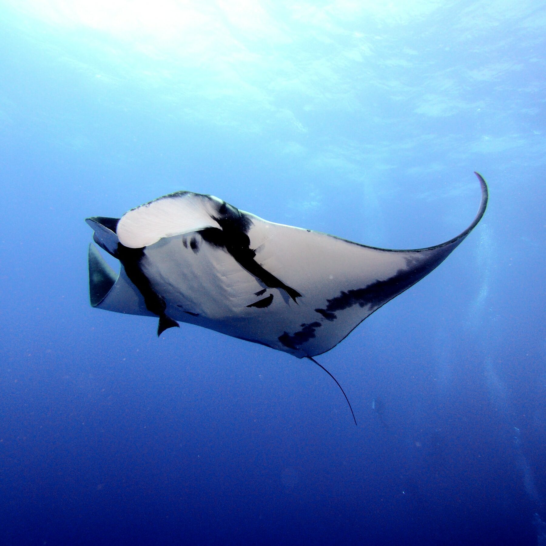 Swim with manta rays in Kona Hawaii