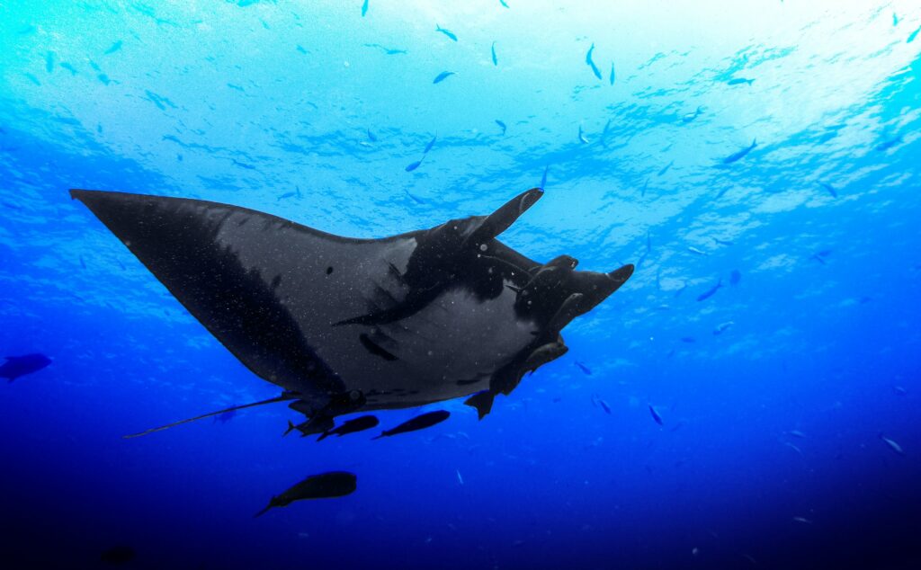 Manta ray night snorkel in Kona, on The Big Island of Hawaii