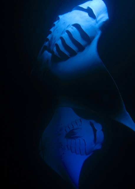 Manta ray at night during snorkel in Kona Hawaii